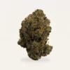 Jungle Juice hemp flower bud, product photograph